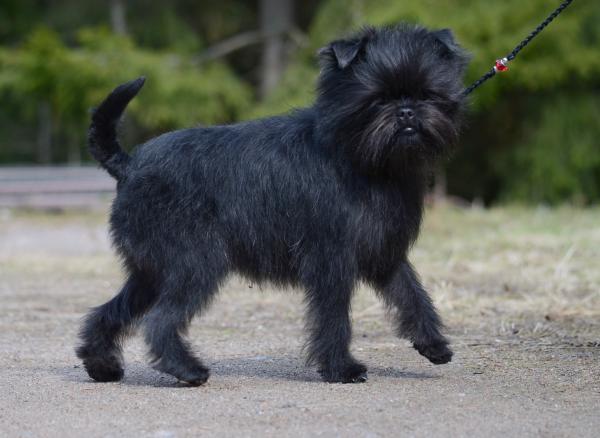 affenpinscher colors